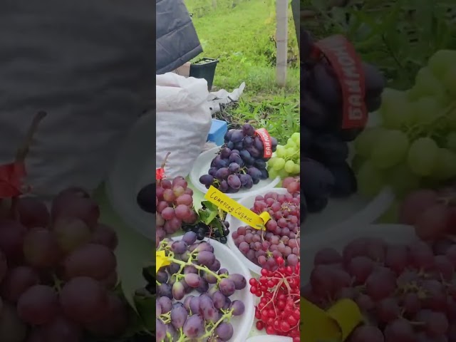 Выставка винограда в Камском Устье