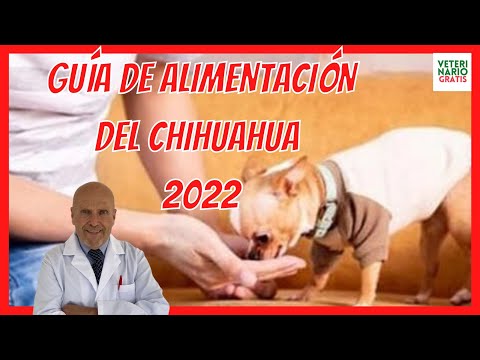 ALIMENTACIÓN DEL CHIHUAHUA 💝 CUAL ES EL MEJOR ALIMENTO PARA UN CHIHUAHUA