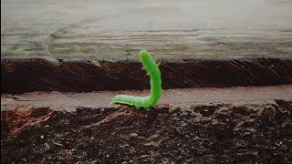 Download lagu gluget gluget gluget mp3 Download lagu gluget gluget gluget mp3