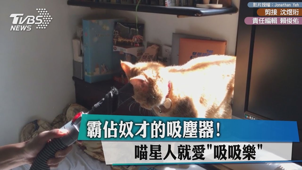 霸佔奴才的吸塵器! 喵星人就愛「吸吸樂」