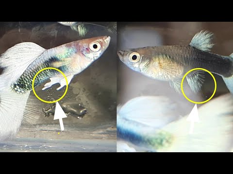 4 Differences of Male and Female Guppy Fish Guide with samples