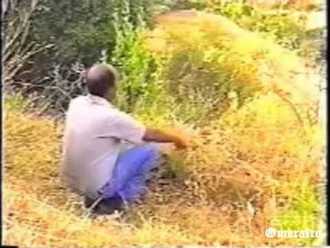 Eyasu Berhe:  Zeyweakuwo Zereba