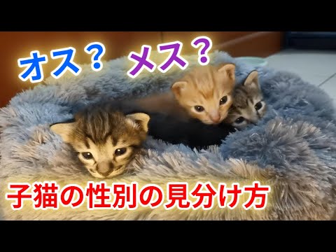 アンバー (猫の毛皮)について詳しく解説
