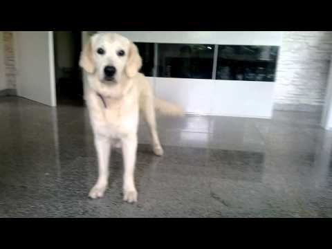 Lumdog und ein paar ihrer Tricks :)