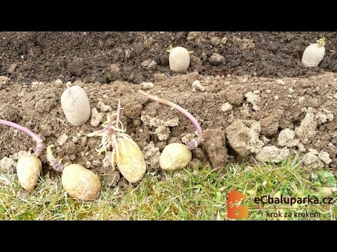 , title : 'Jak pěstovat brambory. Solanum tuberosum'