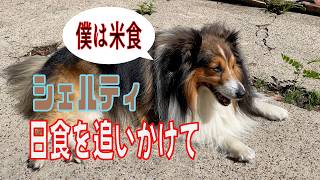 【シェルティ】日食を追いかけて【フランス田舎暮らし🇫🇷】#犬の散歩 #賢い犬 #犬のいる暮らし #シェルティ