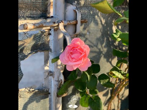 Groovy D - Romantic Tings || Animated Audio || 2023