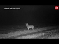 Is dit de eerste vrouwtjeswolf in Drenthe?