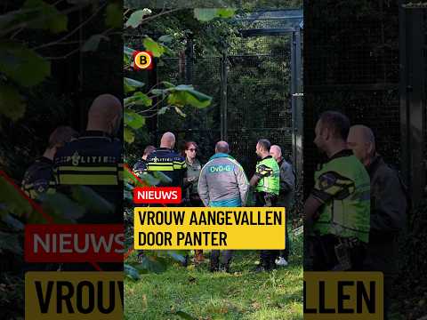 Panter valt vrouw aan in Beekse Bergen | #112nieuws