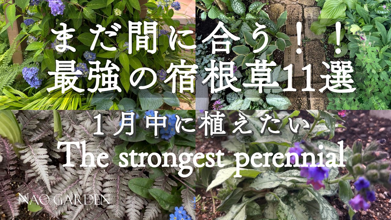 【冬のガーデニング】まだ間に合う！！最強の宿根草11選｜１月中に植えたい🌱私の庭１２月の枯れ姿｜The strongest perennial