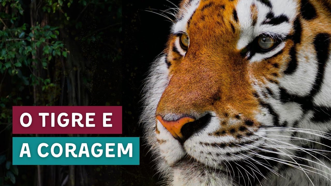 O arquétipo do Tigre - Viver Consciente | Denise Mascarenhas