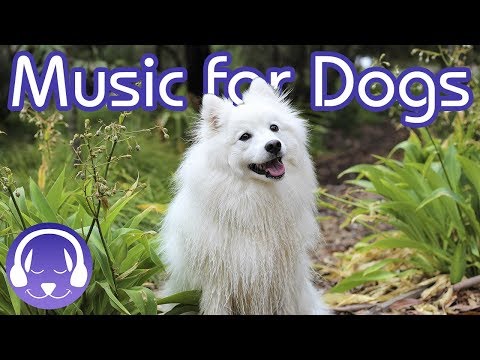 How to Calm My Dog! Relaxing Classical Music for Dogs! (2019!)