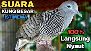 Download lagu Perkutut Lokal Gacor Suara Kung Besar Pancingan Burung Perkutut Agar Bunyi. mp3 Download lagu Perkutut Lokal Gacor Suara Kung Besar Pancingan Burung Perkutut Agar Bunyi. mp3