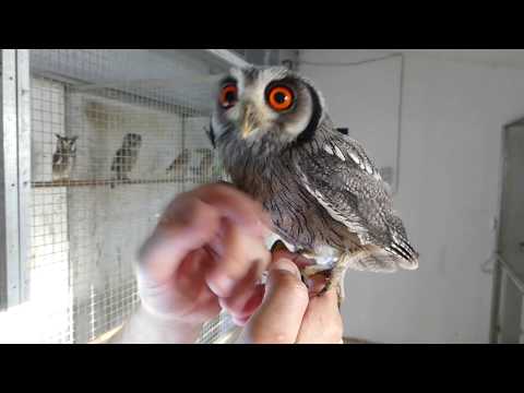 Northern White-faced Owl (Ptilopsis leucotis) — Bird and Animal Center