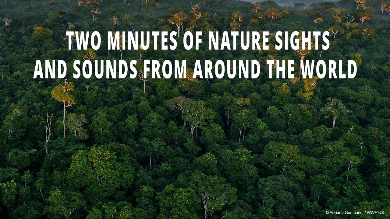 Two minutes of nature sights and sounds from around the world
