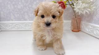 ハーフ犬の動画01