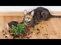 Cats Who DESTROY PART 2 A Compilation