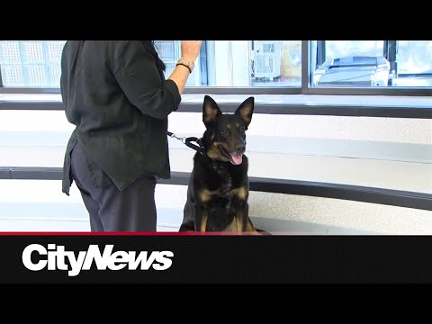 Rescue dogs hit the runway at Fashion Art Toronto - YouTube