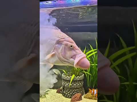 Peixe boi #humor #comedia