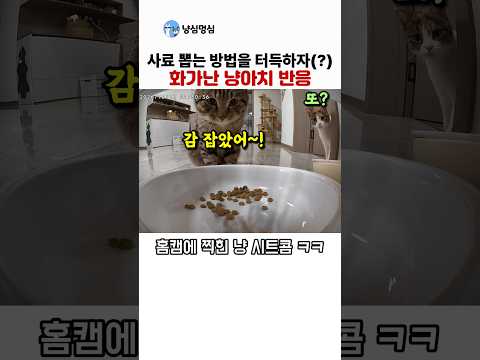 혼자 사료 뽑는 방법을 터득하자 화가난 냥이치 반응