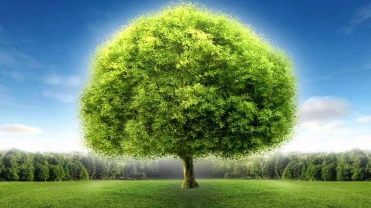 Momento Espírita - A Lei de conservação