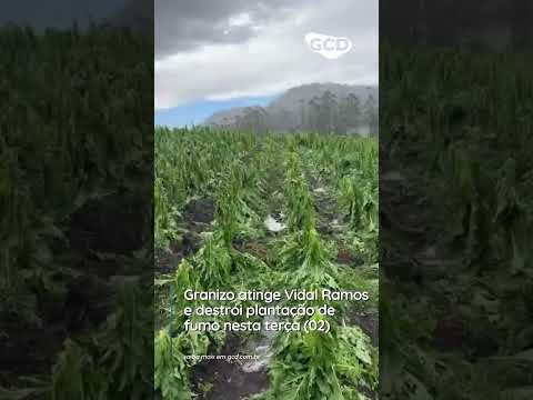 Granizo atinge Vidal Ramos e destrói plantação de fumo nesta terça (02)