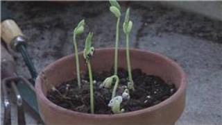 Gardening From Seeds : How to Germinate Plant Seeds