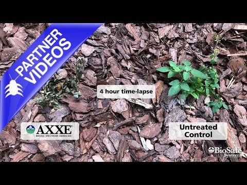  AXXE Broad Spectrum Herbicide   4 hour time lapse Video 