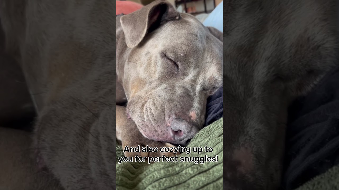 Enlarge Eliana, a Adoptable Pit Bull Terrier in Los Angeles, CA video 6/6