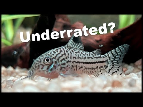 Corydoras Julii catfish - underrated clean-up crew?