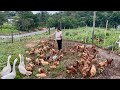 Our Site Is Increasingly Prosperous Minas Cheese Milk Chicken Fish And A Full Vegetable Garden