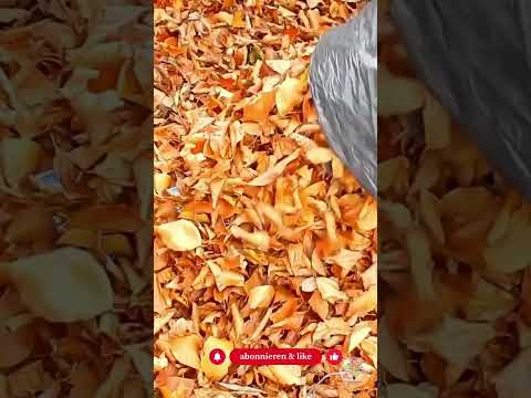 Laubhaufen im Garten: Warum sie im Winter lebenswichtig sind und wie du sie richtig anlegst