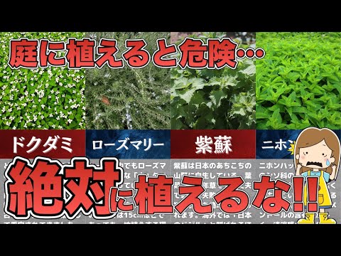 ツヴァイツァン、ゴールドマリー 植物
