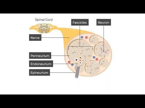 NERVE INJURY