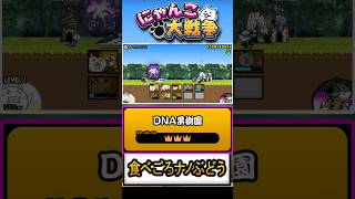 【★★★】本垢の真レジェンド片付けましょう《食べごろナノぶどう》に挑戦！【DNA果樹園】 #にゃんこ大戦争