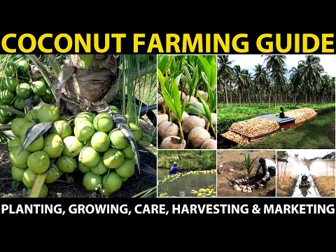 , title : 'COCONUT FARMING / COCONUT CULTIVATION | Planting, Growing, Varieties, Care, Disease, Harvesting'