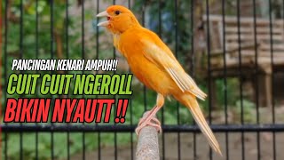 Download lagu SUARA Kenari GACOR PANJANG Pancingan & masteran Kenari Paud AGAR gacor AMPUH Kenari MACET bunyii mp3 Download lagu SUARA Kenari GACOR PANJANG Pancingan & masteran Kenari Paud AGAR gacor AMPUH Kenari MACET bunyii mp3