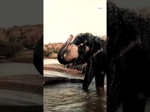 Celebrate World Elephant Day with Adorable Elephants from South India