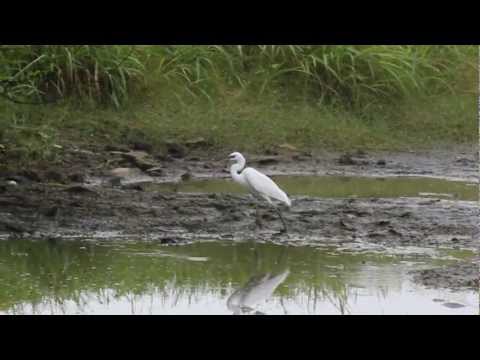 Antics of a Little Egret at Vasai
