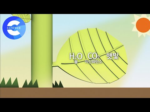 에너지는 어디에서 오는 걸까?