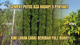Download lagu THIS LAND WAS FULL OF DISEASES, NOW IT'S FULL OF FRUIT‼️HOW TO FERTILISE CHILI BY THE AGRICULTURA... mp3