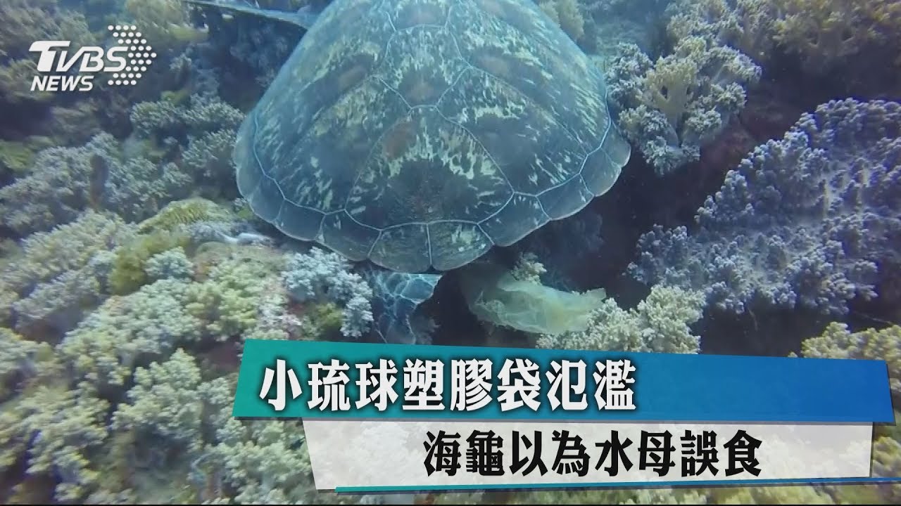 小琉球塑膠袋氾濫 海龜以為水母誤食