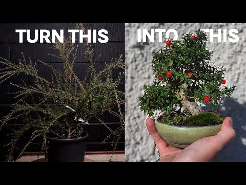 1 Rule to Turn Shrubs Into Ancient Bonsai