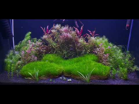 Planted Tank Maintenance