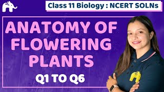 Anatomy of Flowering Plants Class 11 Biology | Chapter 6 Ncert Solutions Questions 1-6