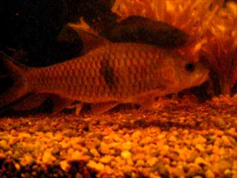 (Hampala macrolepidota) Hampala Barb - Sidebar Barb - Jungle Perch