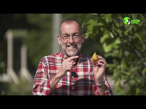Feigen aus dem eigenen Garten - Gartentipps von Volker Kugel - www.grünzeug.tv