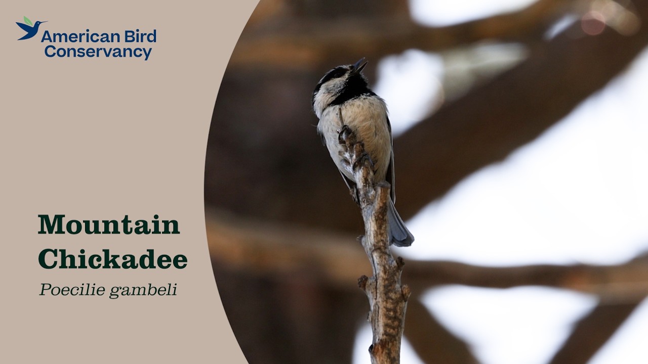 Mountain Chickadee: Winter Socialite