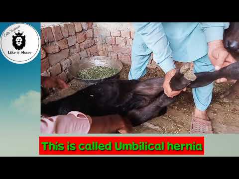 , title : 'Umbilical Hernia in calves|| Accidentaly || Watch till end #youtubevideos#cattle#treatment'