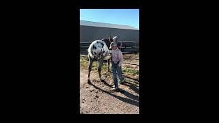 Video 1